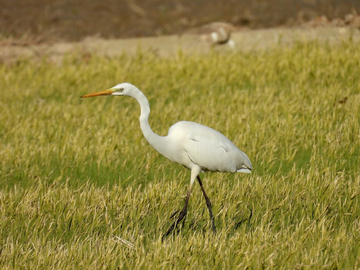 ダイサギ - ML646596991