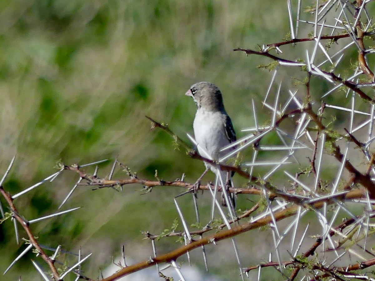 Scaly Weaver - ML646597001