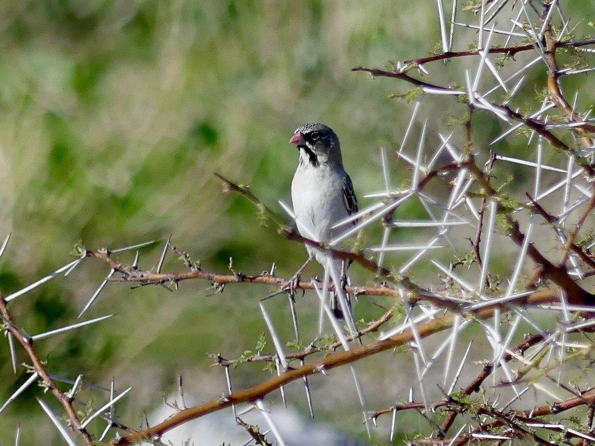 Scaly Weaver - ML646597005