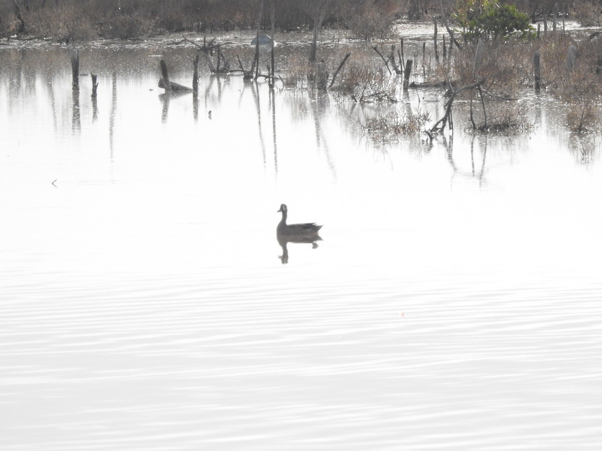 Blue-winged Teal - ML646597006