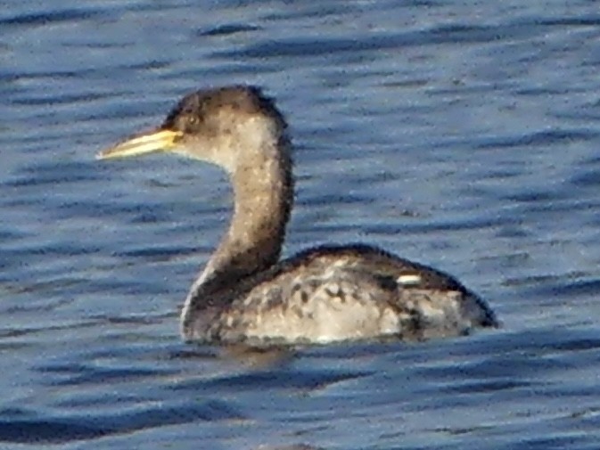 Svasso collorosso - ML646597007