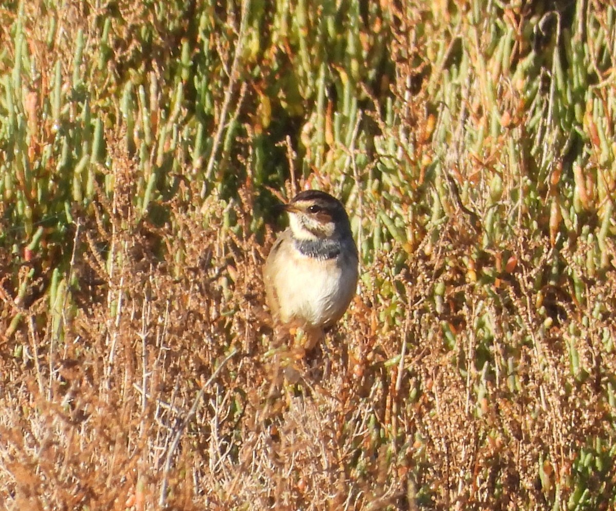 Bluethroat - ML646597008