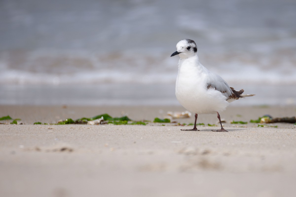 Little Gull - ML646597012