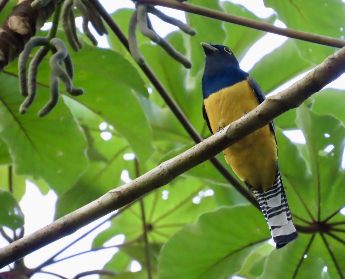Gartered Violaceous Trogon - ML646597018