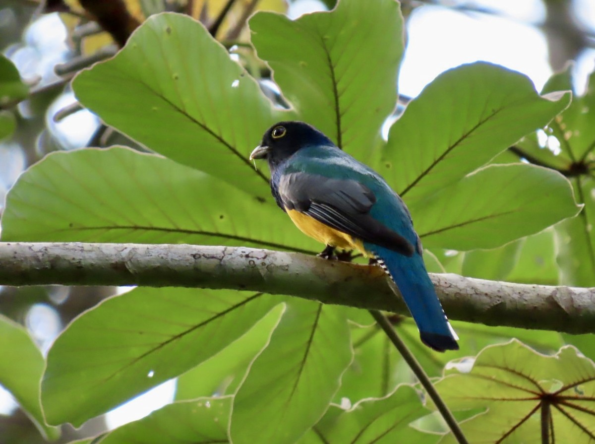 Gartered Violaceous Trogon - ML646597019