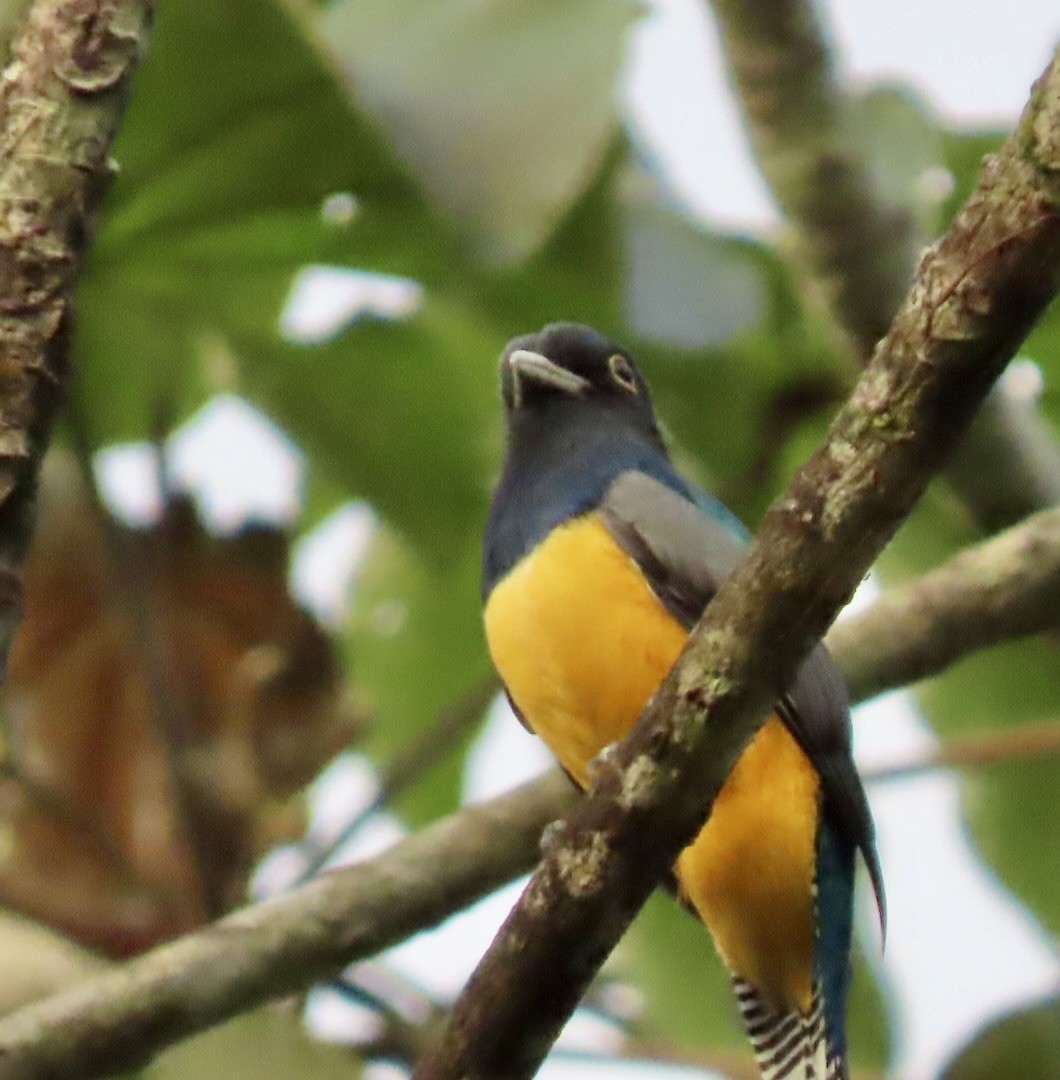 Gartered Violaceous Trogon - ML646597020