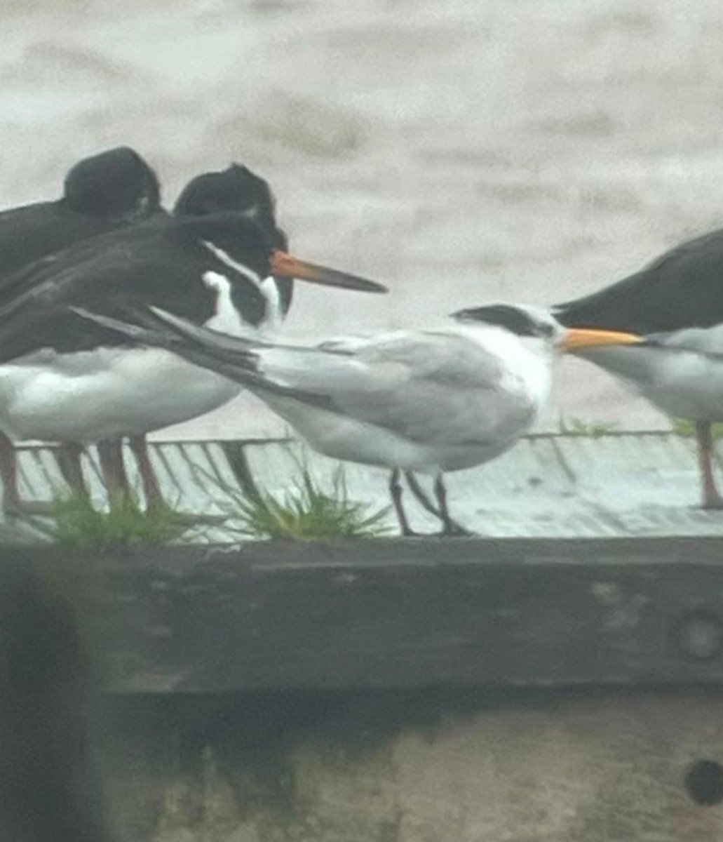 rybák oranžovozobý - ML646597021