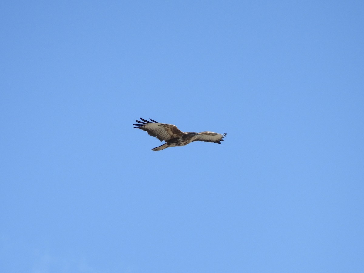 Common Buzzard - ML646597022