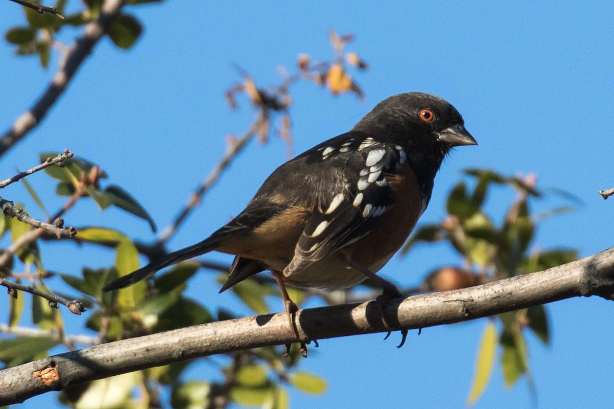 Spotted Towhee - ML646597029