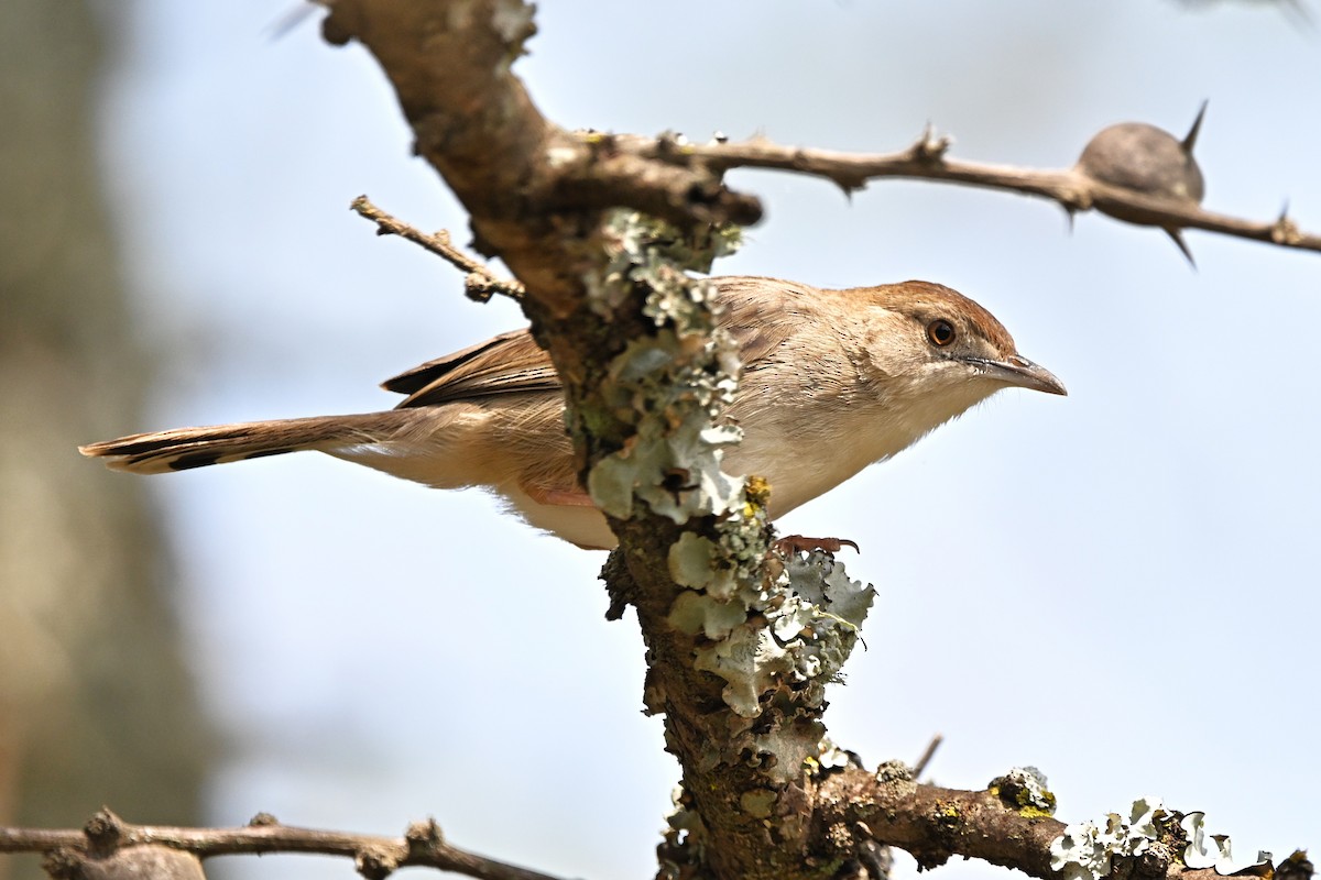 Rattling Cisticola - ML646597030