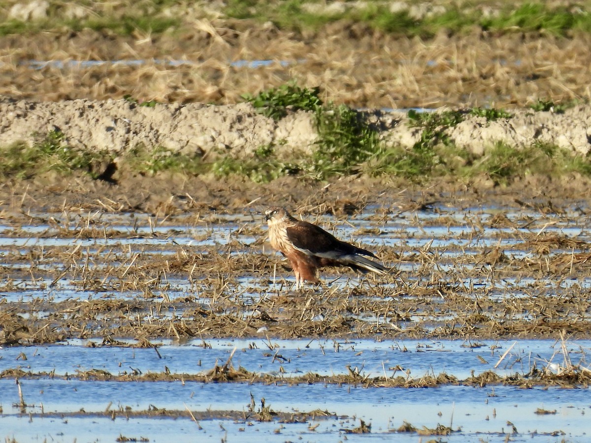 Western Marsh Harrier - ML646597031