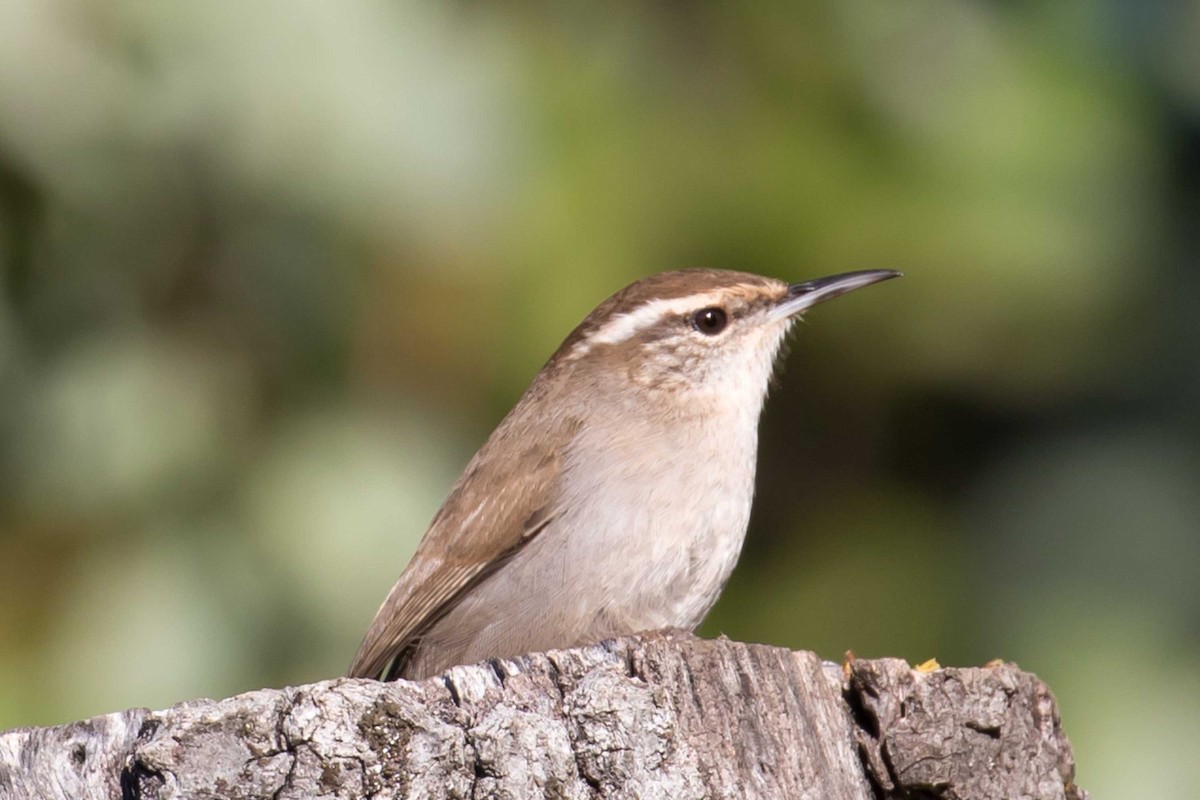Bewick's Wren - ML646597032