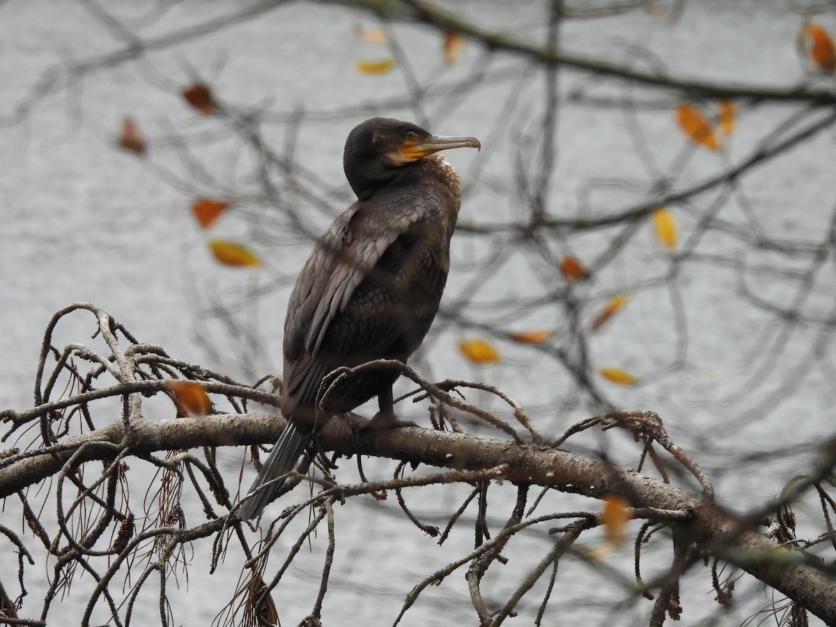Great Cormorant - ML646597033