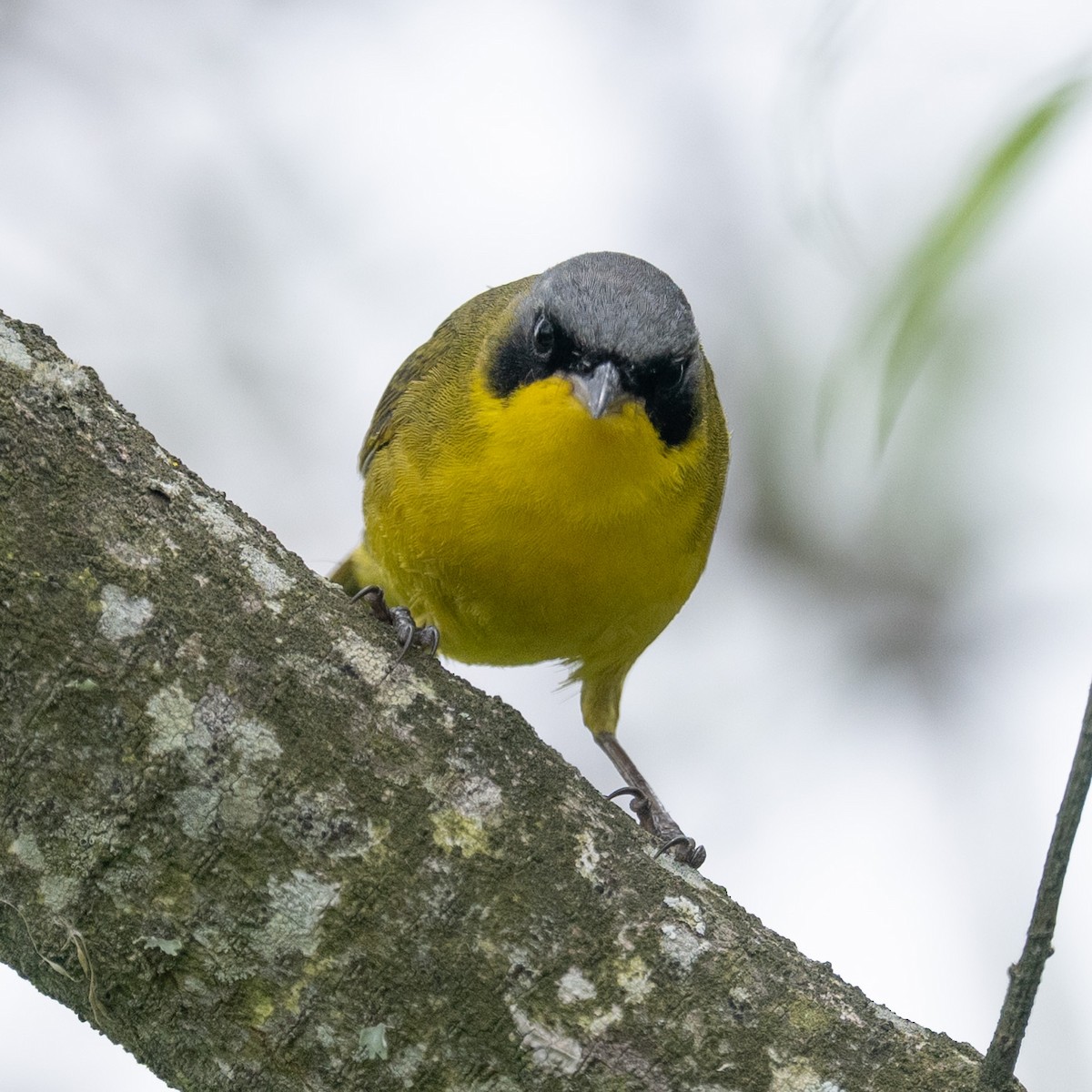 Southern Yellowthroat - ML646597036