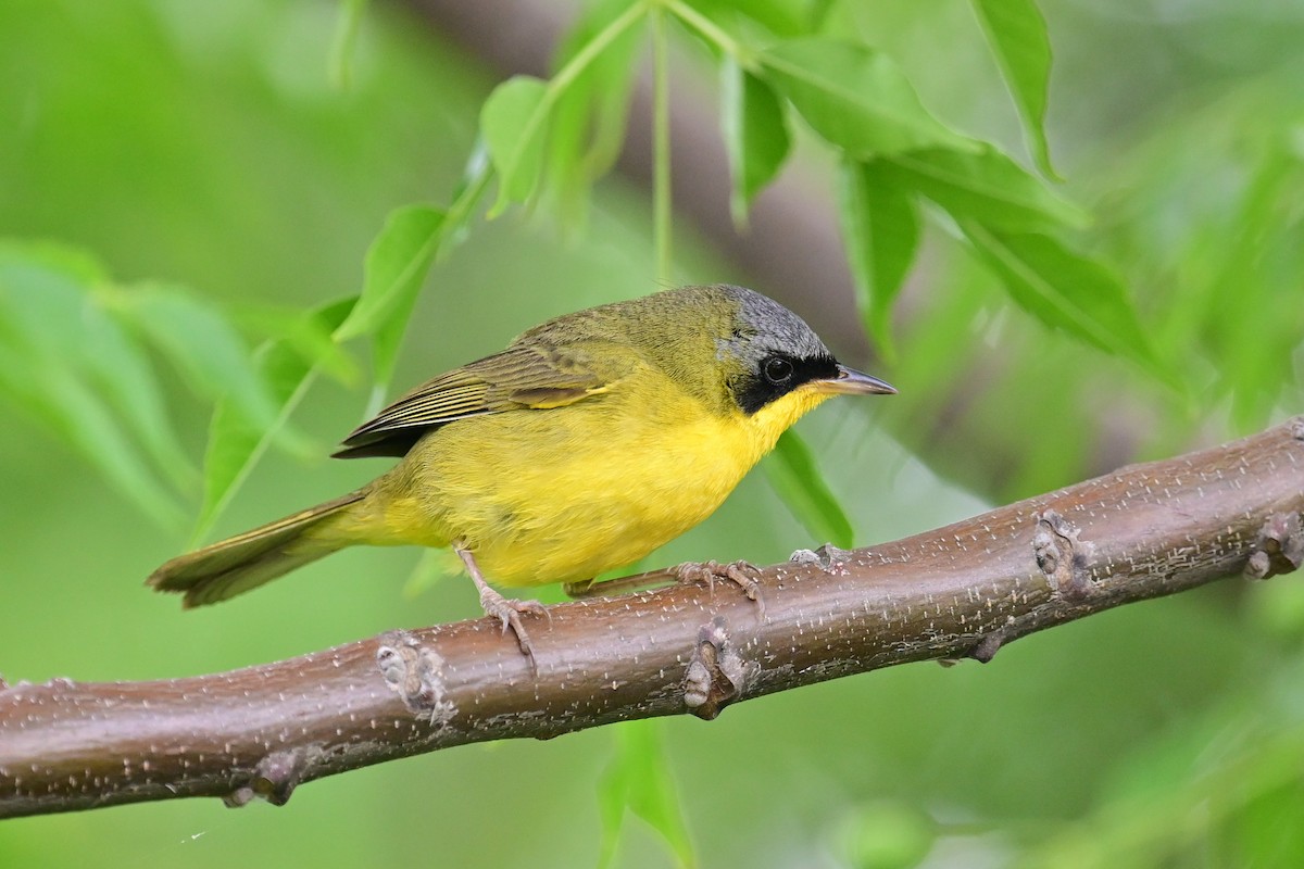 Southern Yellowthroat - ML646597037