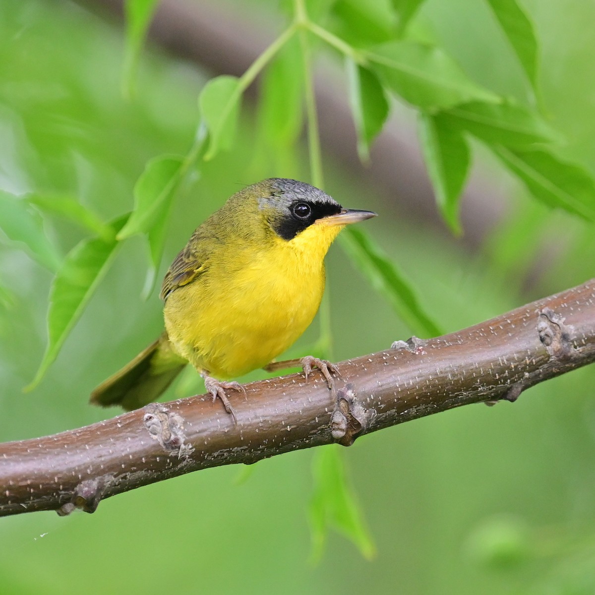 Southern Yellowthroat - ML646597038
