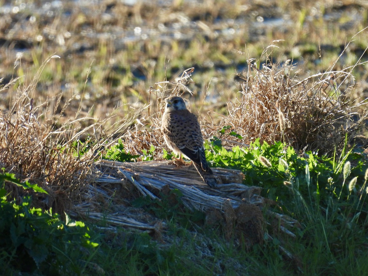 Eurasian Kestrel - ML646597039