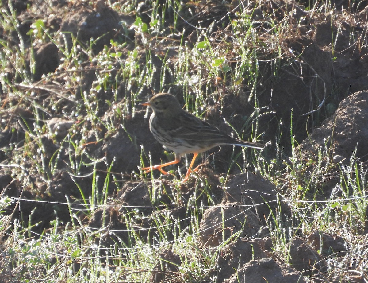 Meadow Pipit - ML646597040