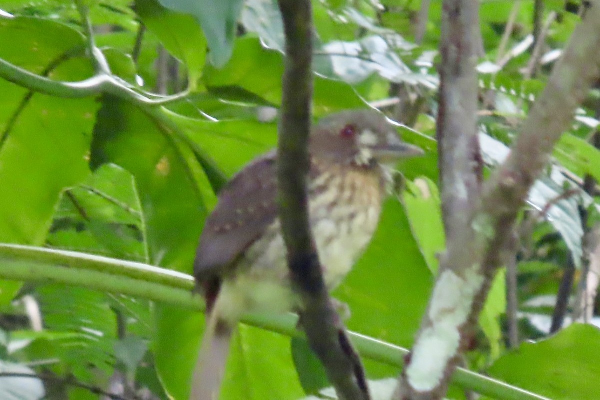 White-whiskered Puffbird - ML646597044