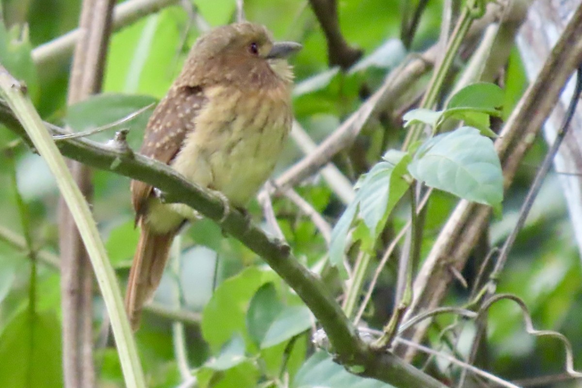 White-whiskered Puffbird - ML646597045