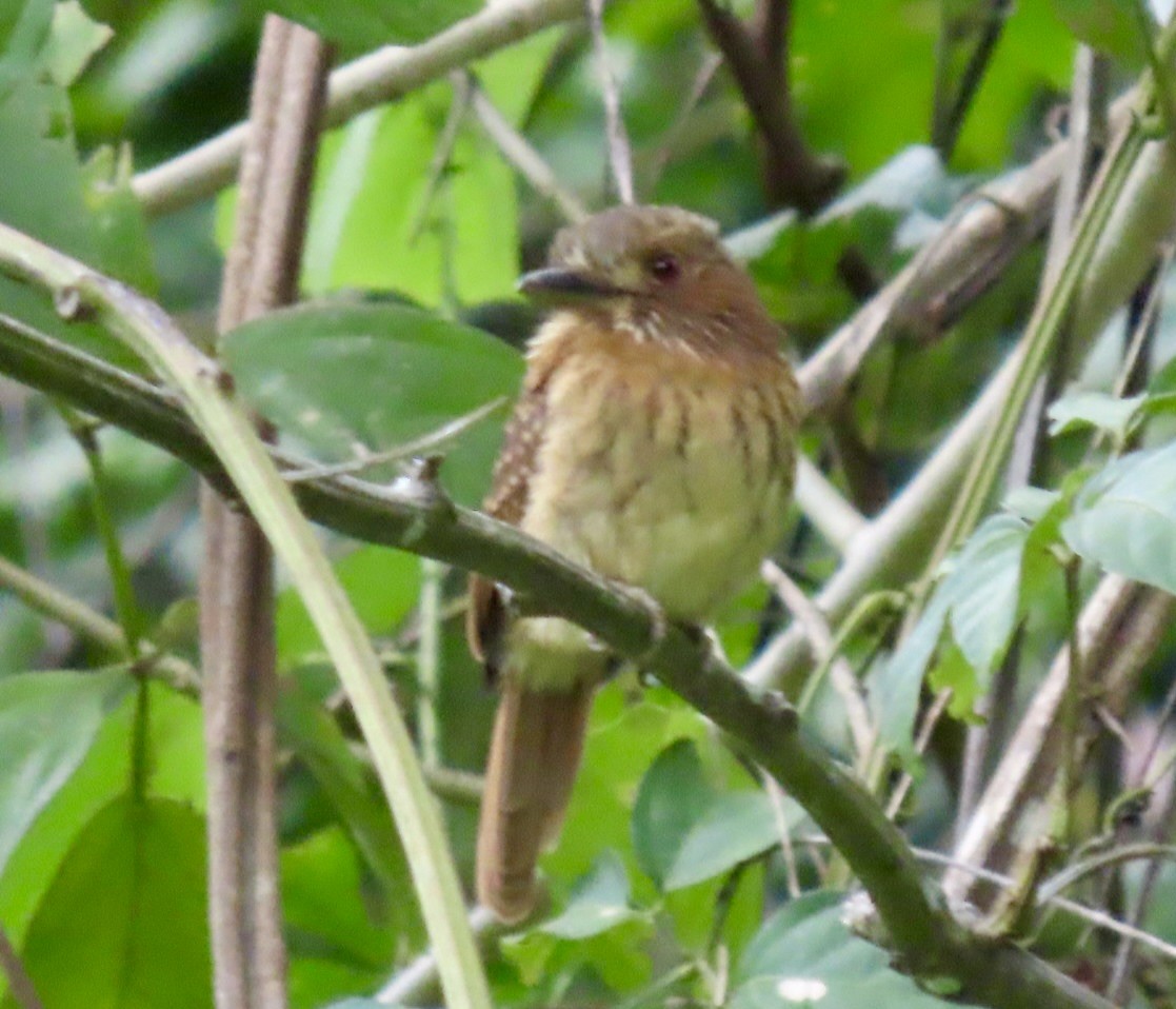 White-whiskered Puffbird - ML646597046
