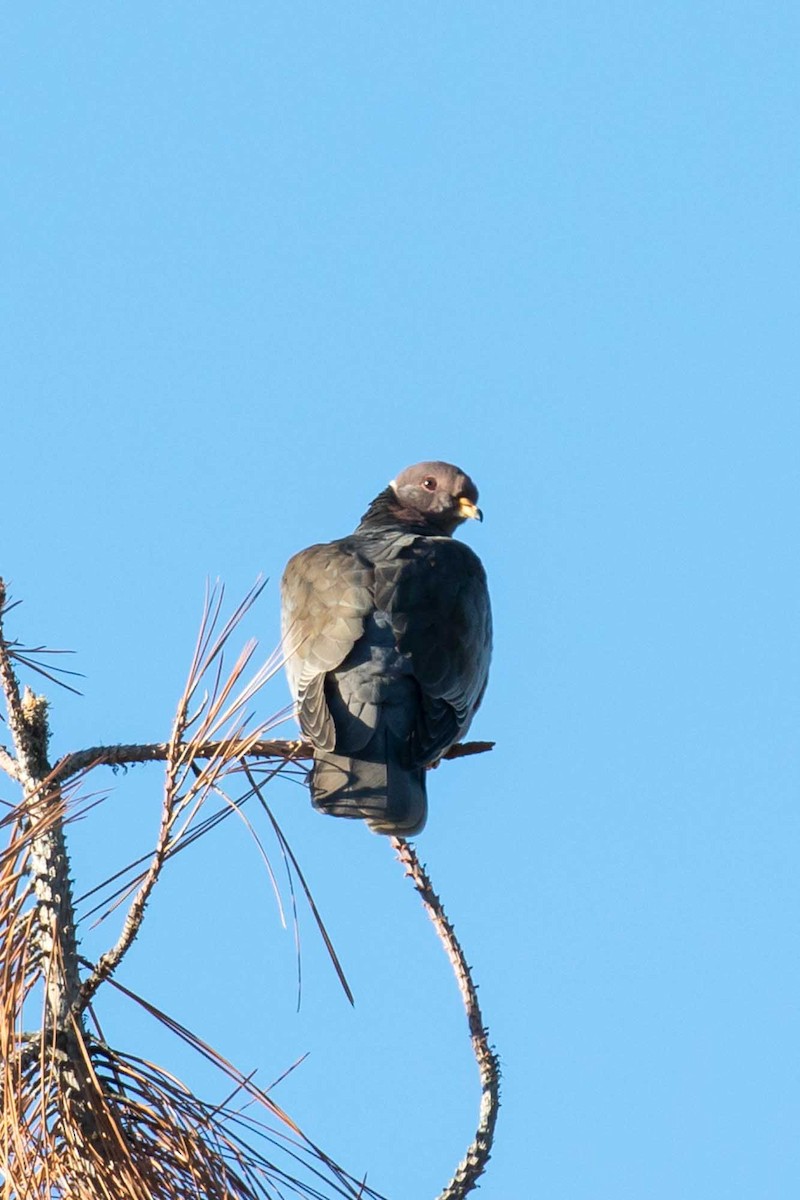 Band-tailed Pigeon - ML646597048