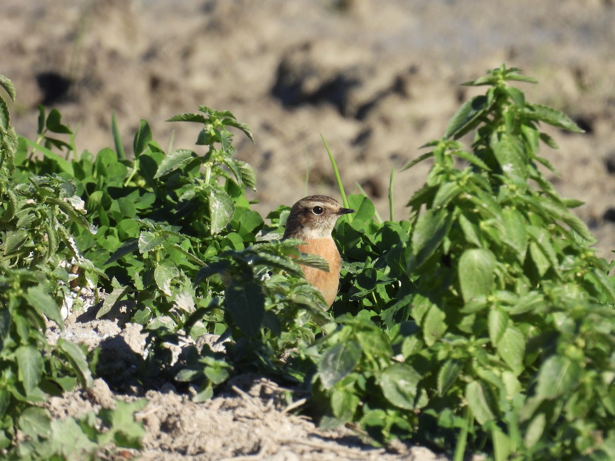 ヨーロッパノビタキ - ML646597057