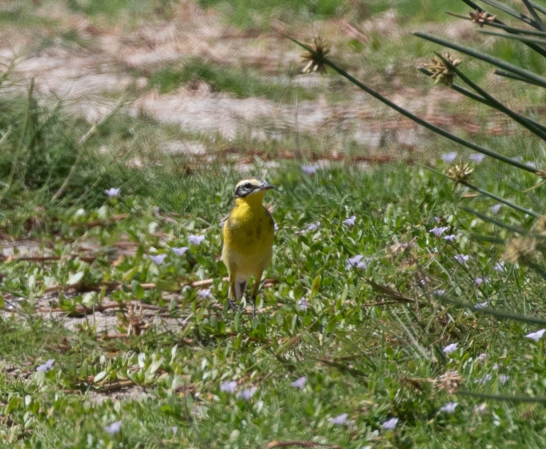 Western Yellow Wagtail (superciliaris-type intergrade) - ML646597064