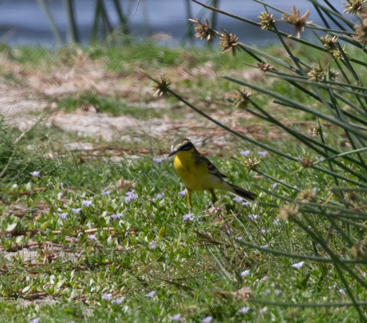 Western Yellow Wagtail (superciliaris-type intergrade) - ML646597065