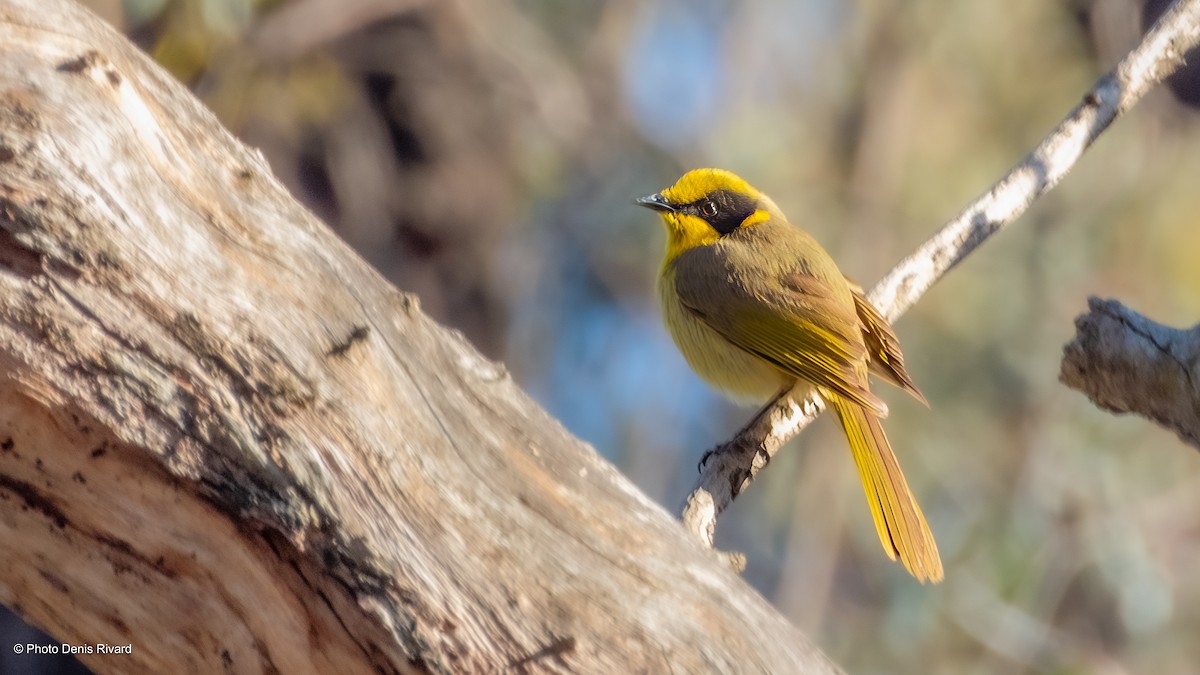 Yellow-tufted Honeyeater - ML646597067