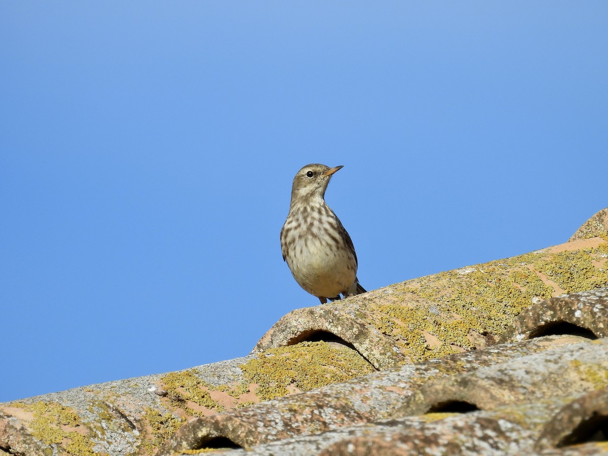 サメイロタヒバリ - ML646597074