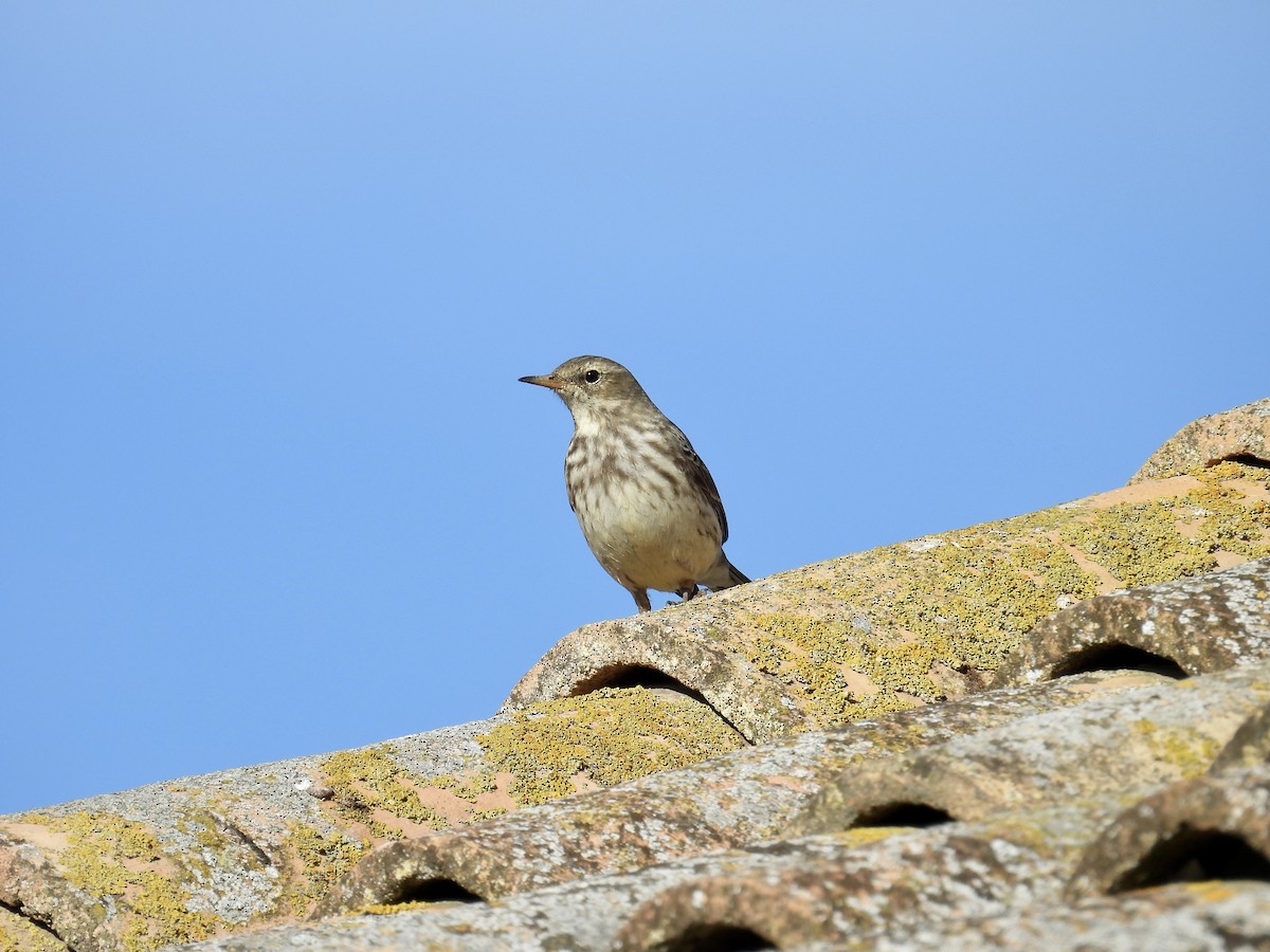 サメイロタヒバリ - ML646597075