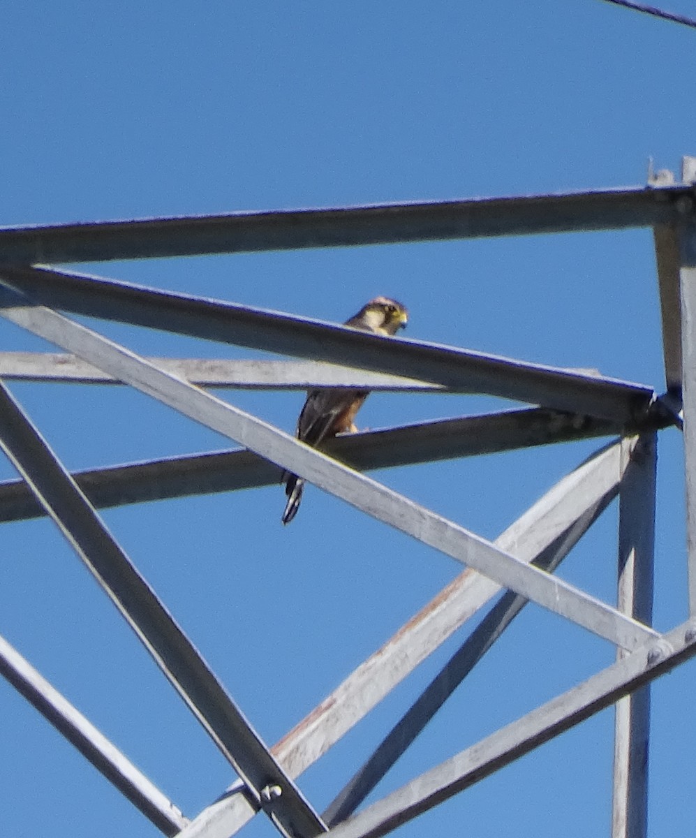 Aplomado Falcon - ML646597080