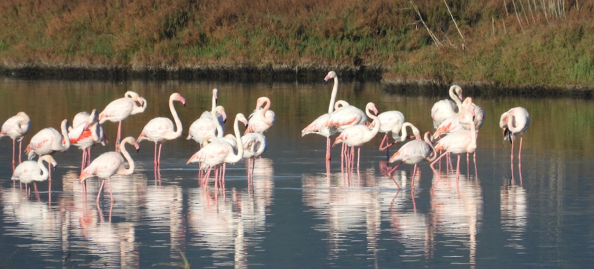 Greater Flamingo - ML646597081