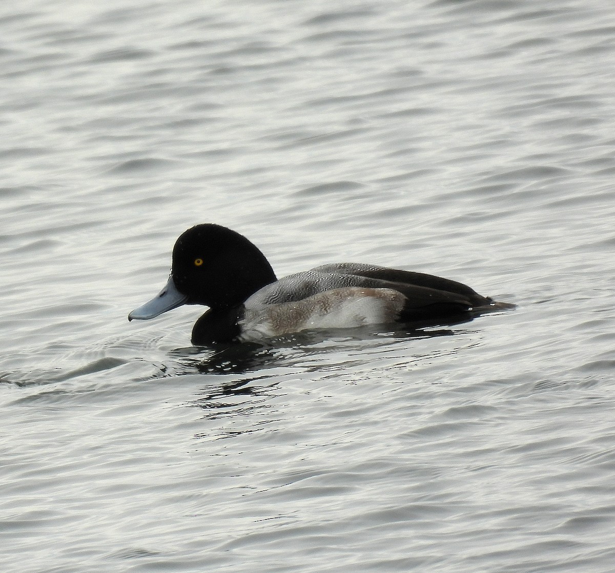 Морская чернеть - ML646597082