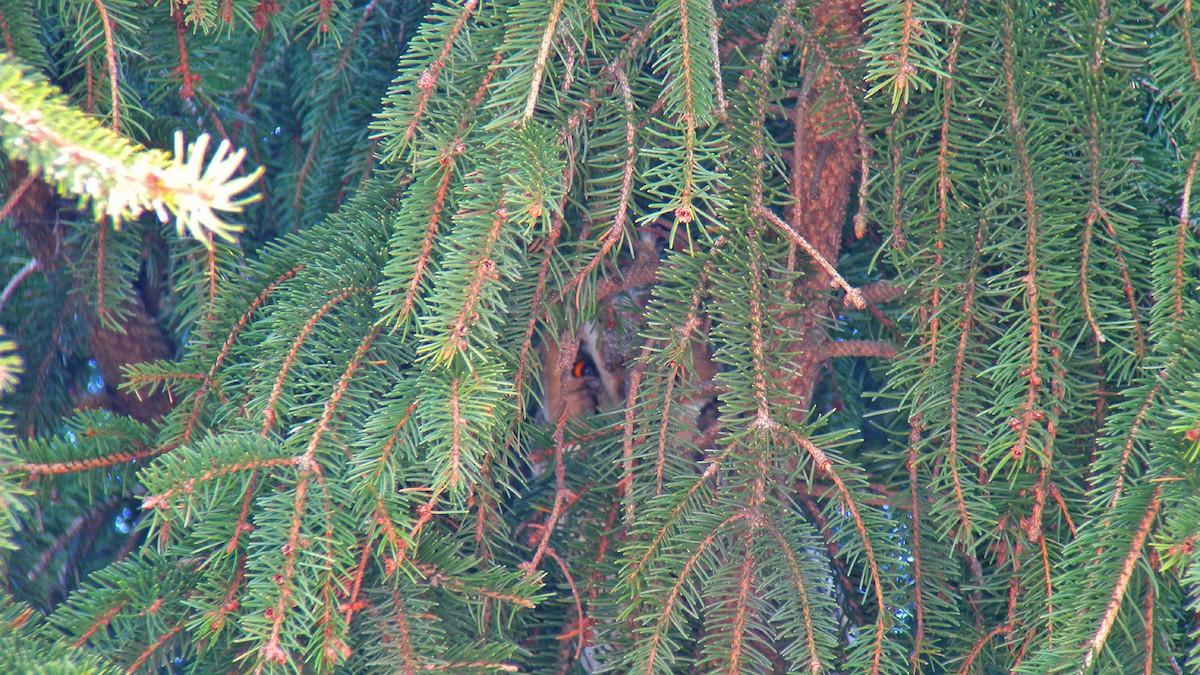 Long-eared Owl - ML646597084