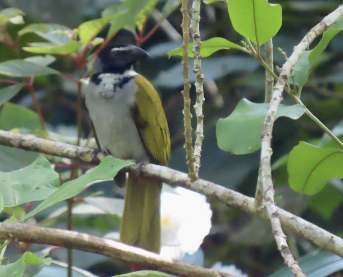 Black-headed Saltator - ML646597085