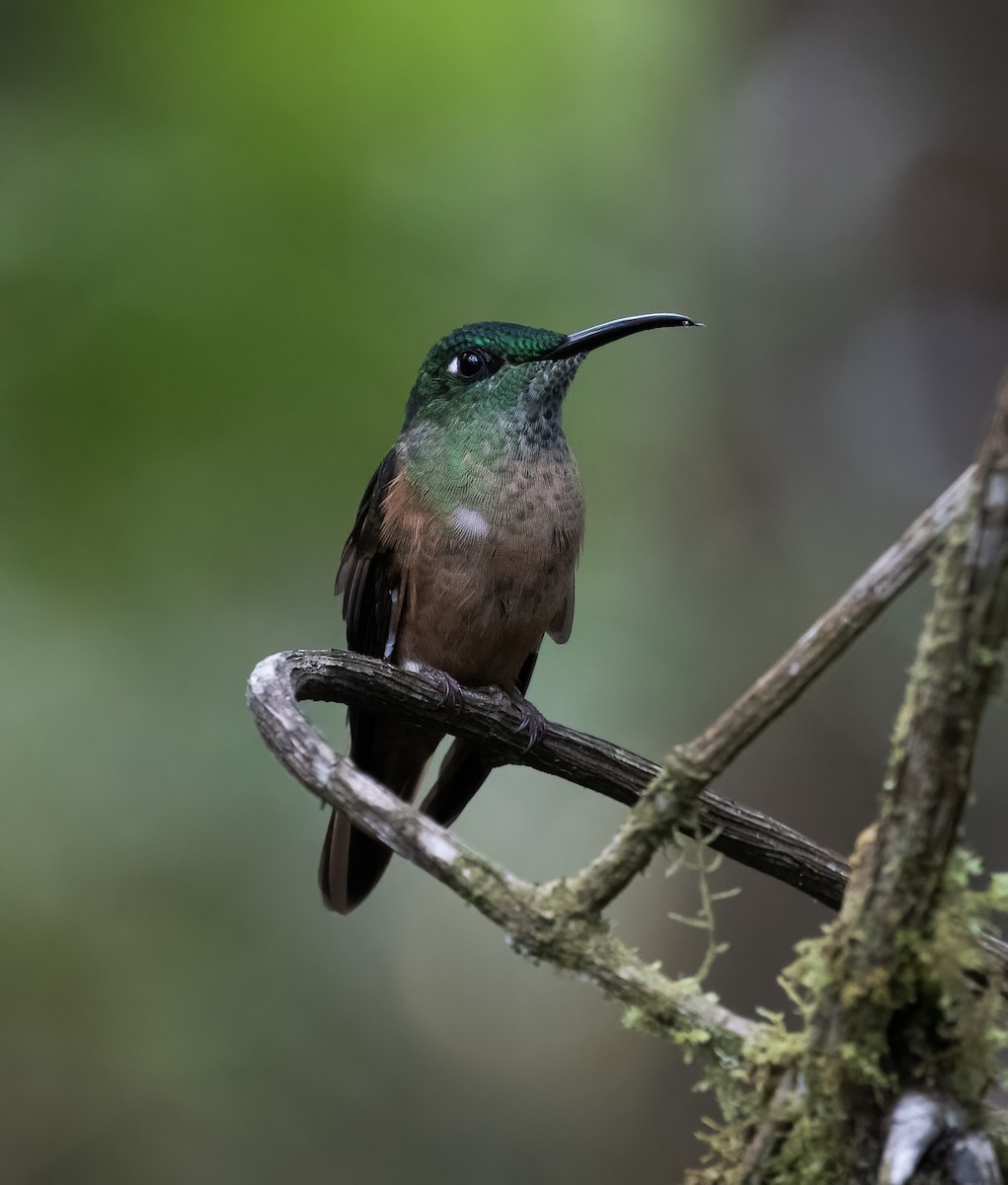 Fawn-breasted Brilliant - ML646597091