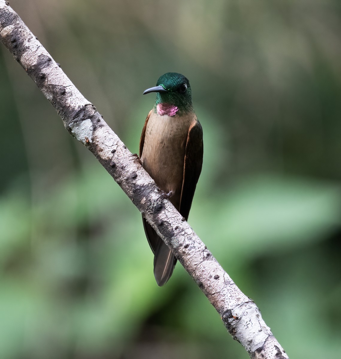 Fawn-breasted Brilliant - ML646597092