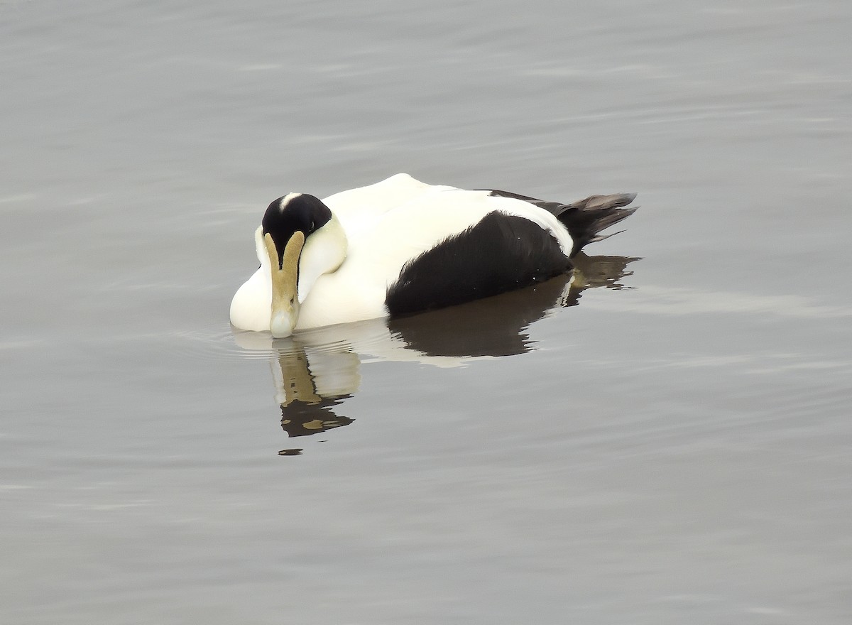 Éider Común - ML646597097