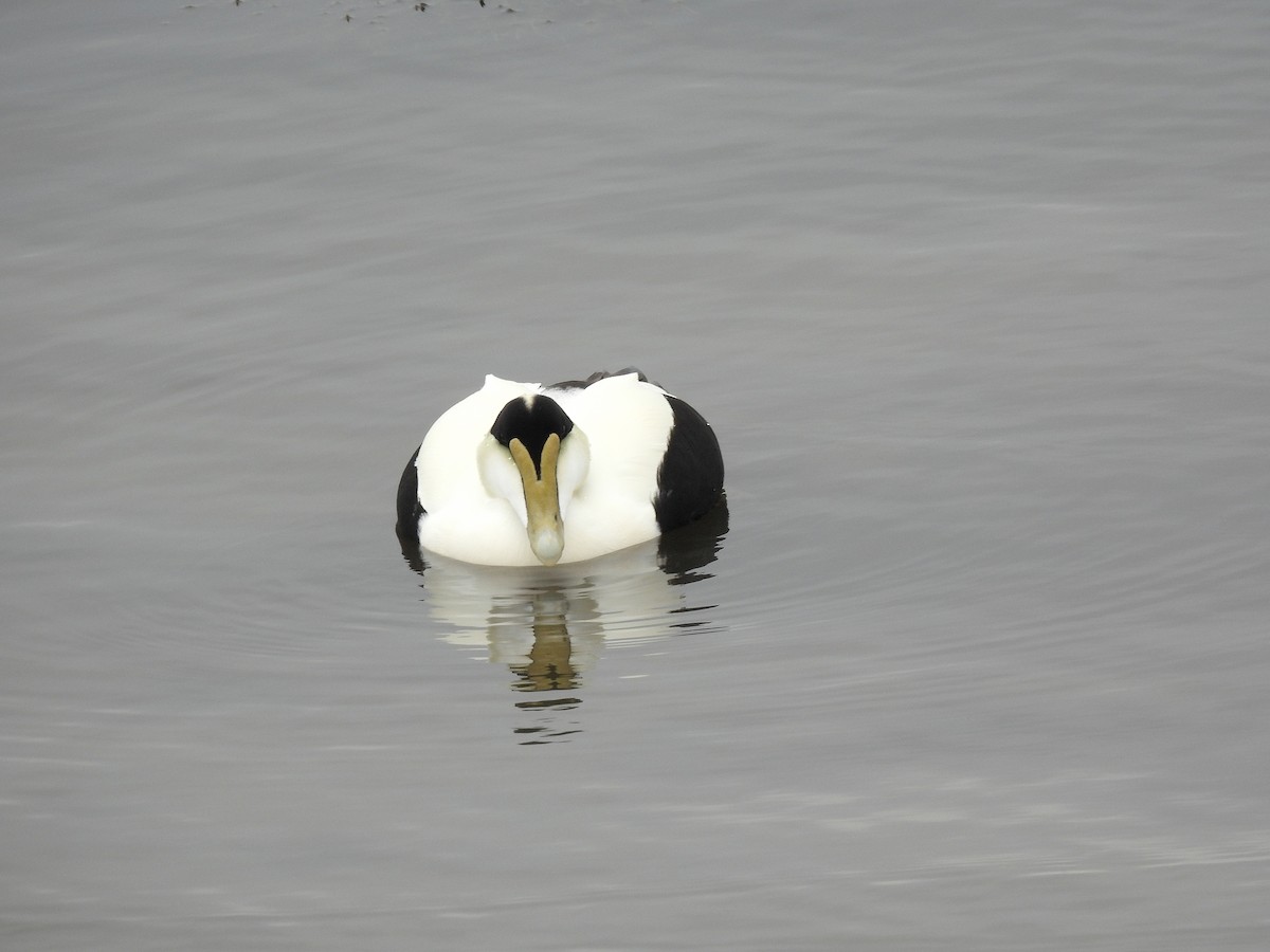 Éider Común - ML646597098