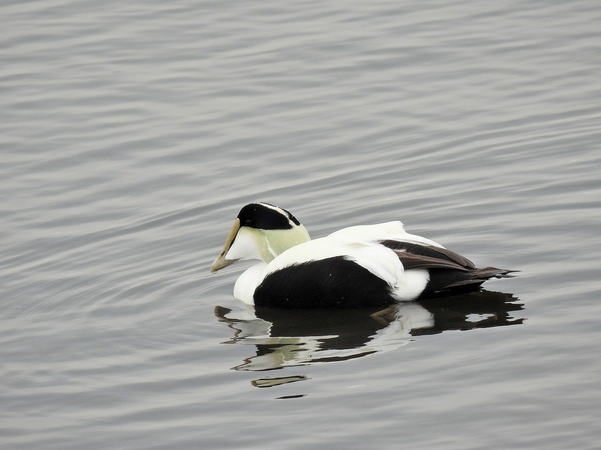 Éider Común - ML646597099