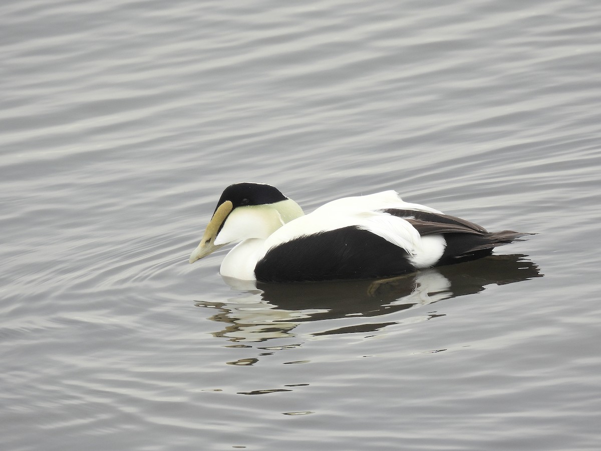 Éider Común - ML646597100