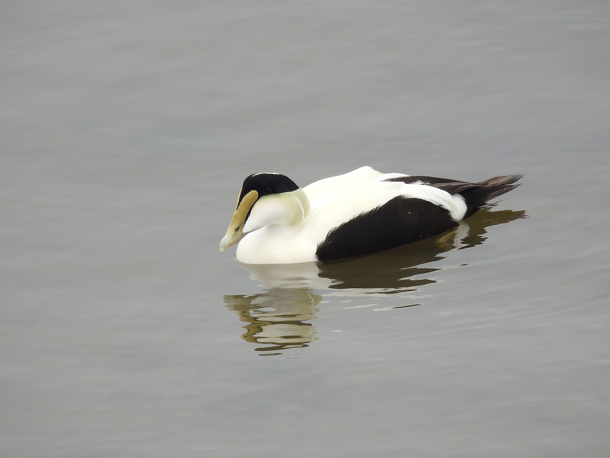 Common Eider - ML646597103