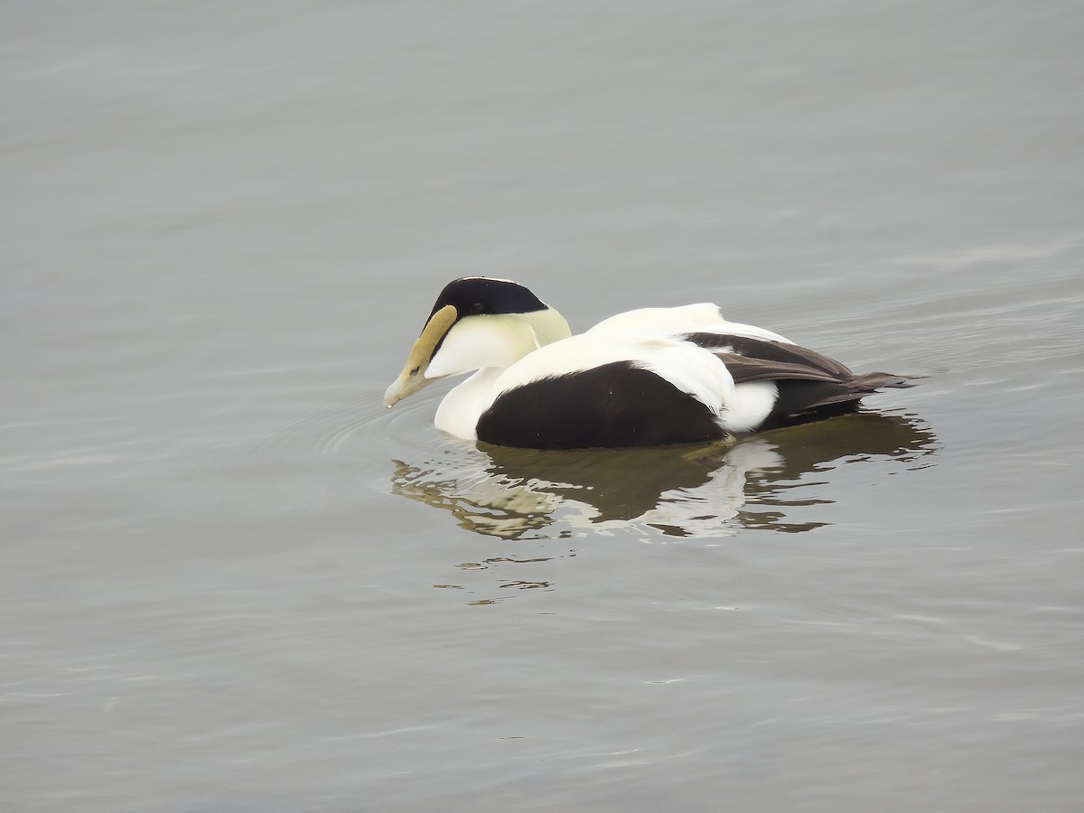 Common Eider - ML646597104