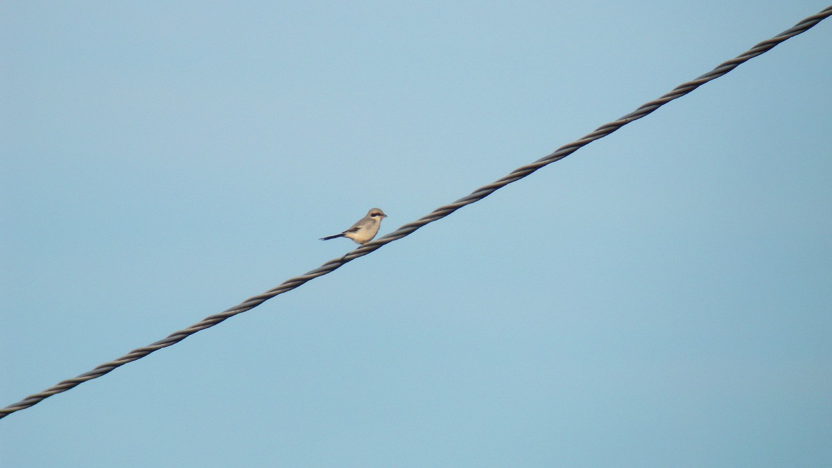 Great Gray Shrike - ML646597105