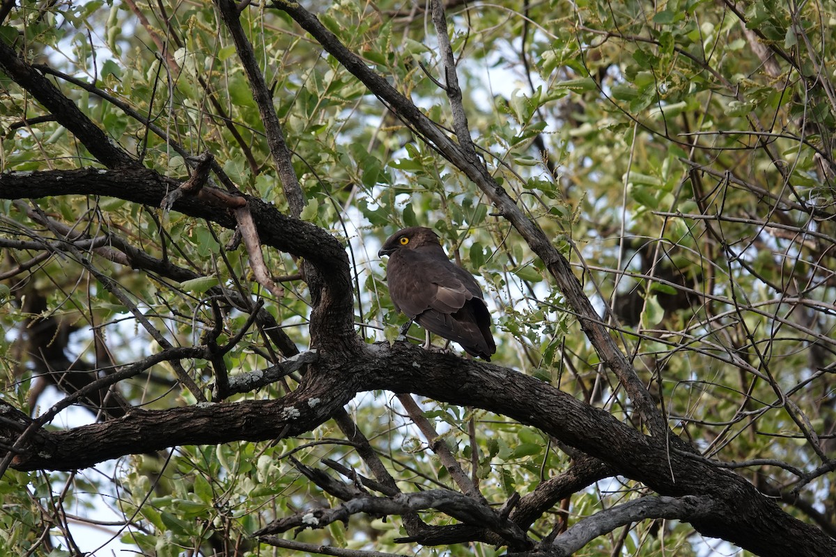 Bat Hawk - ML646597108