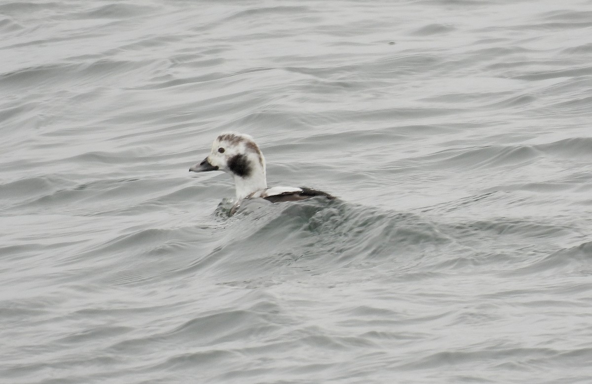 Long-tailed Duck - ML646597110