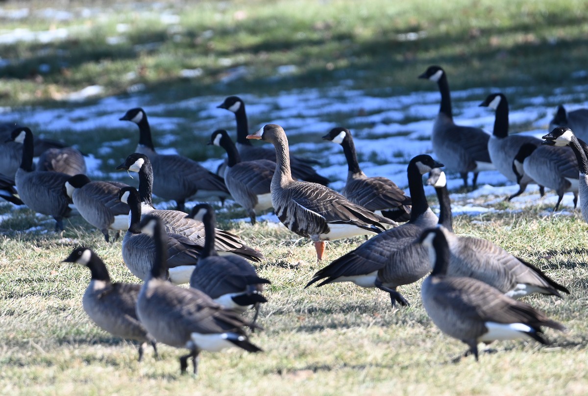 Greater White-fronted Goose - ML646597114