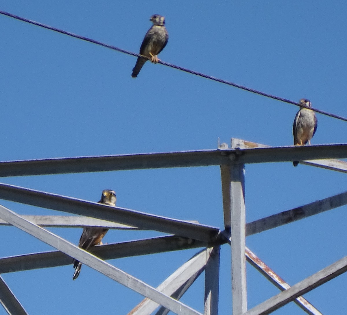American Kestrel - ML646597115